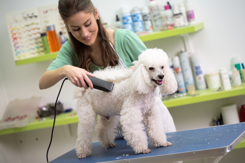 a woman shaving her dog's hair